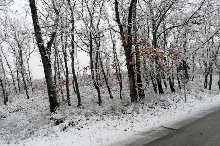 neve- bosco difesa grande