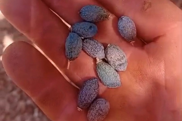 olive rinsecchite.jpg