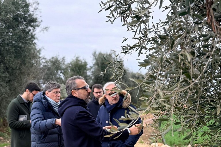 paolicelli- sopralluogo a bintonto per xylella