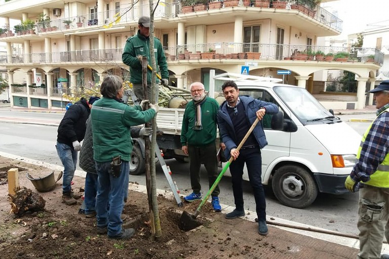 piantumazione alberi