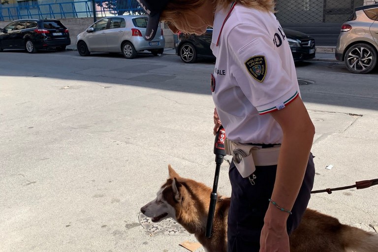 polizia locale controllo cani
