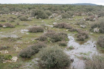 stagni temporanei nel Parco Nazionale dell’ Alta Murgia