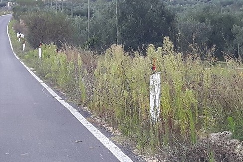 degrado selva