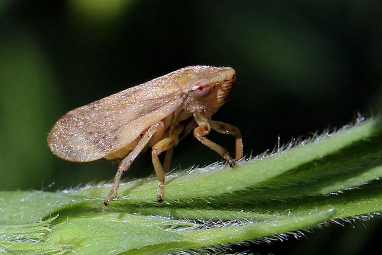 xylella