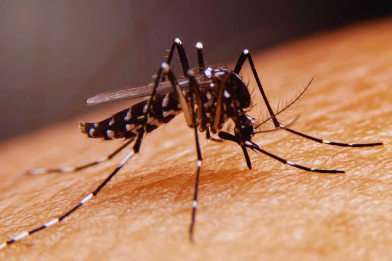 zanzara west nile